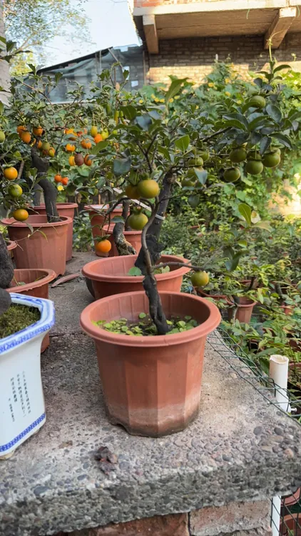 金弹子嫁接好品种盆景舍利子迎春花金弹子盆景金弹子树灌木金弹子