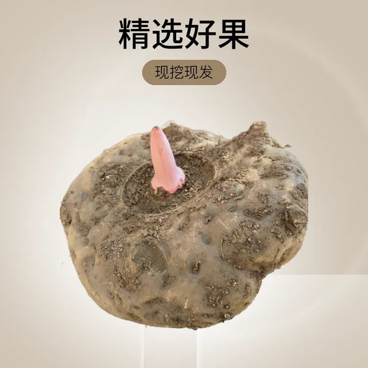 新鲜大魔芋头家庭装包邮制作产品魔芋豆腐原料现挖现发云南发货