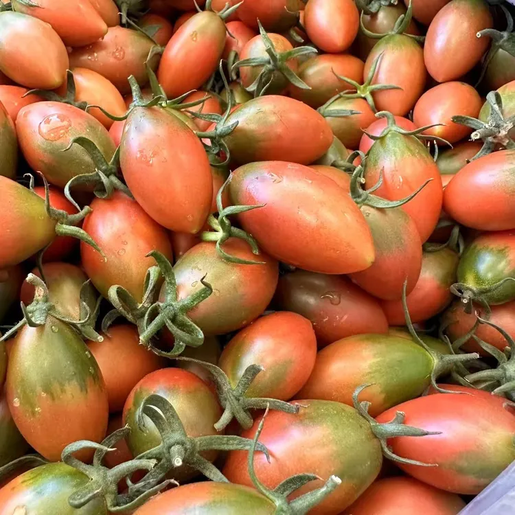 汕尾农户自种子弹头小番茄圣女果紫弹头酸甜脆皮新鲜水果