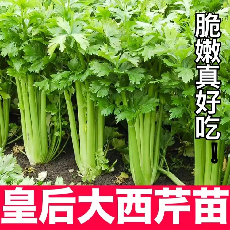 寿光高产皇后大肉西芹香芹苗秧四季春秋盆栽耐寒香芹红芹苗子