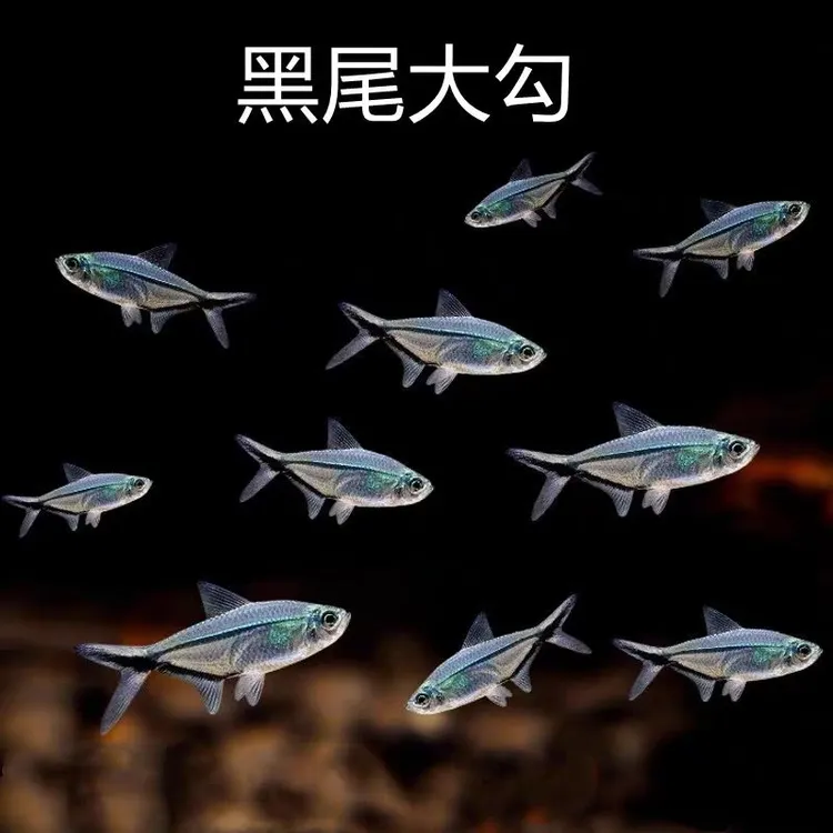 黑尾大勾鱼鱼群小型热带鱼扯旗灯鱼灯科鱼草缸游鱼鱼苗观赏鱼