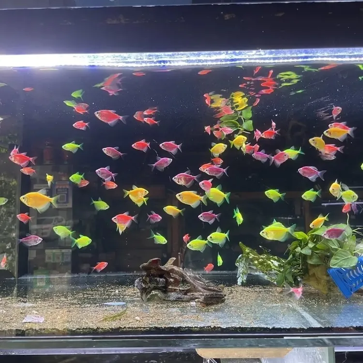 多彩天使鱼紫衣天使红衣天使蓝衣天使青苹果天使翡翠绿天使鱼场