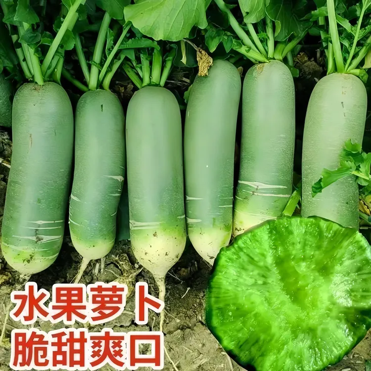 冰糖水果萝卜种子生吃脆甜沙窝冰糖脆青绿萝卜种子阳盆栽绿萝卜籽