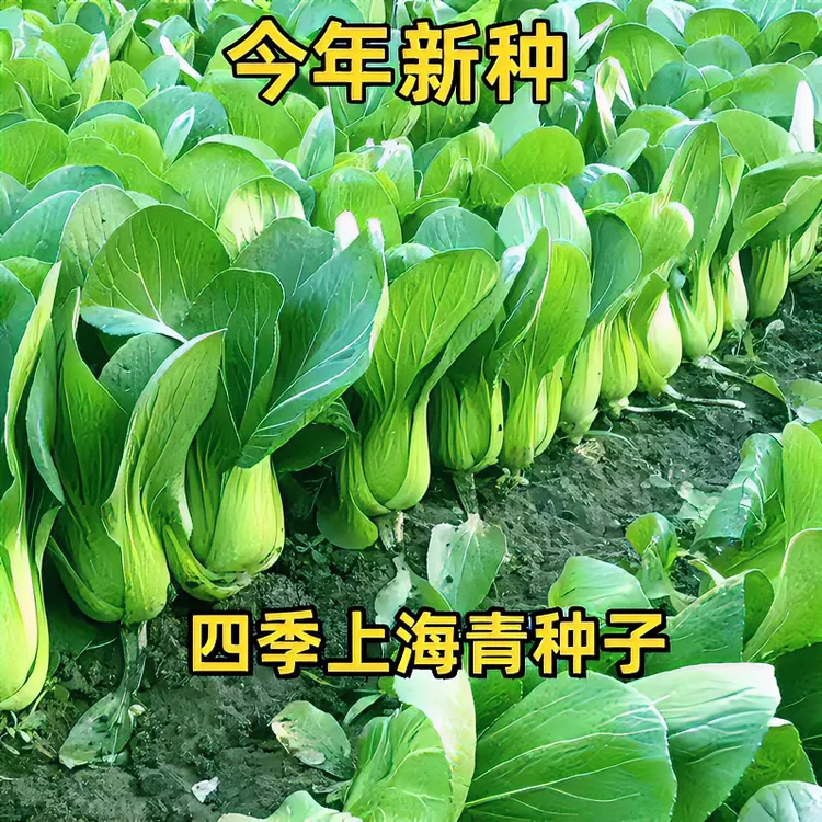 四季上海青种子白菜种籽蔬菜种子青菜小白菜四季易种盆栽蔬菜种子