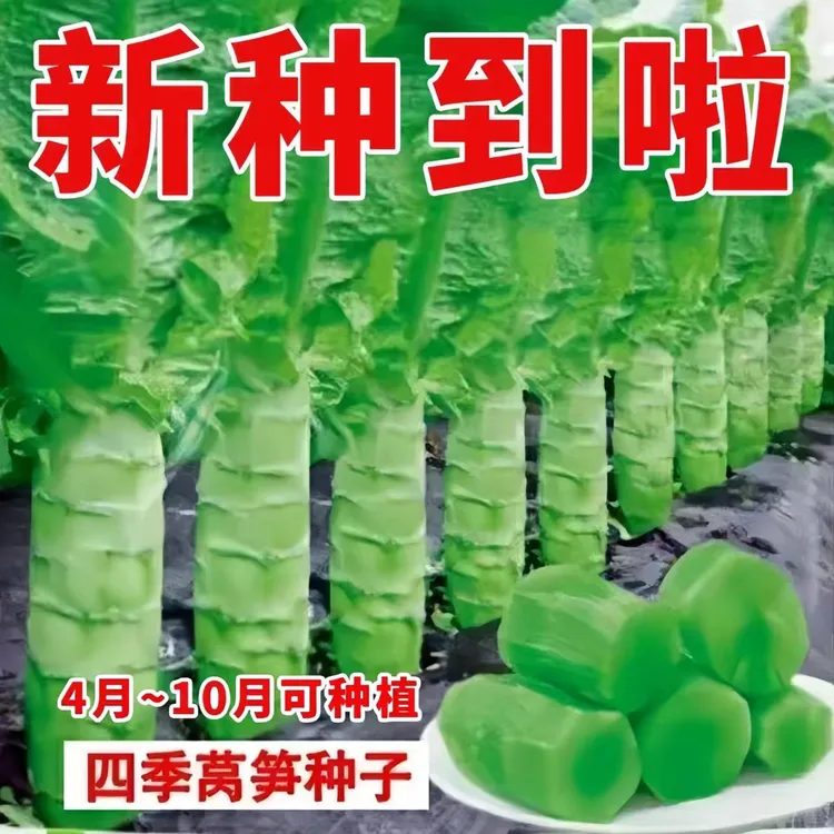 【今年新种】四季青莴笋种子青皮绿肉香莴笋种子耐热耐寒春秋冬播种