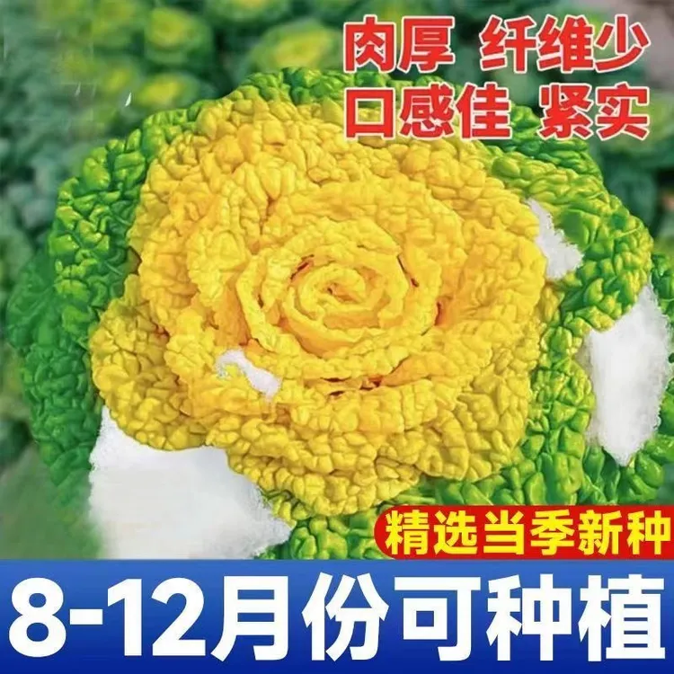 黄心乌塌菜种子耐寒黄心菜种籽菊花心菜籽种易种黄金乌籽蔬菜种子