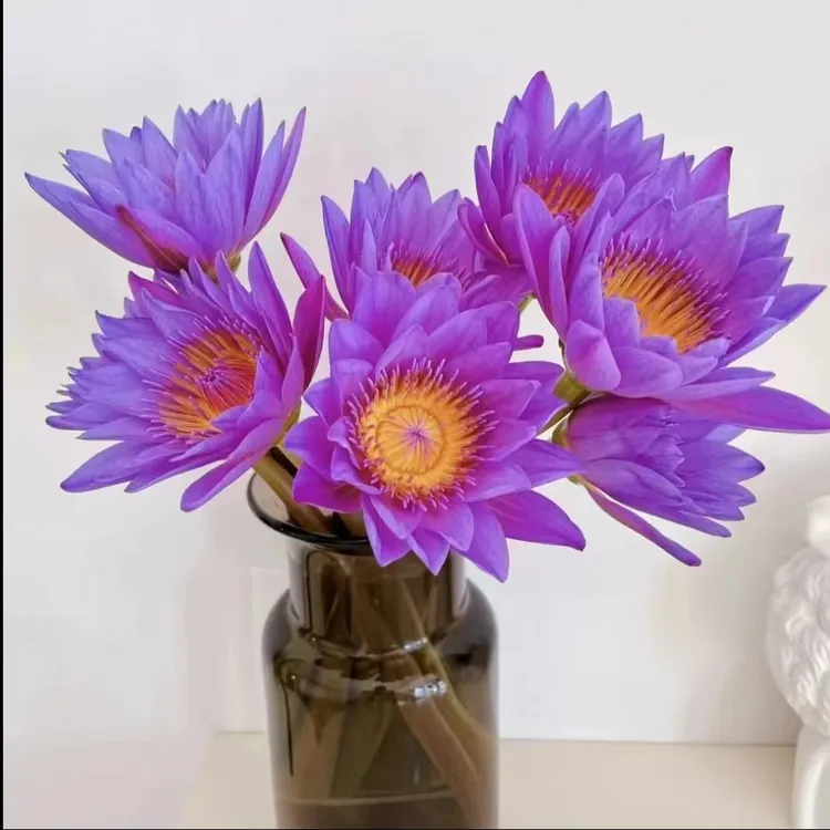 10支紫色新鲜水培鲜切花品种睡莲/广州鲜花基地产地运输直销发货.