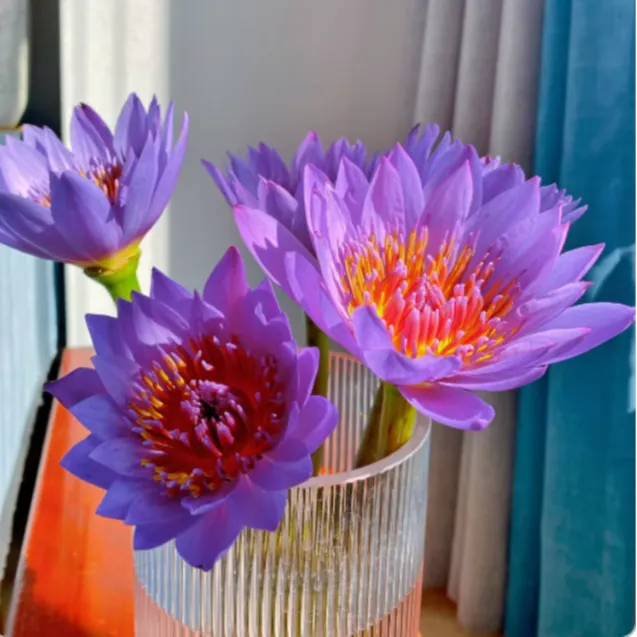 绿色10枝包邮鲜花水生紫色睡莲广州基地批发新鲜花花材直发小香风