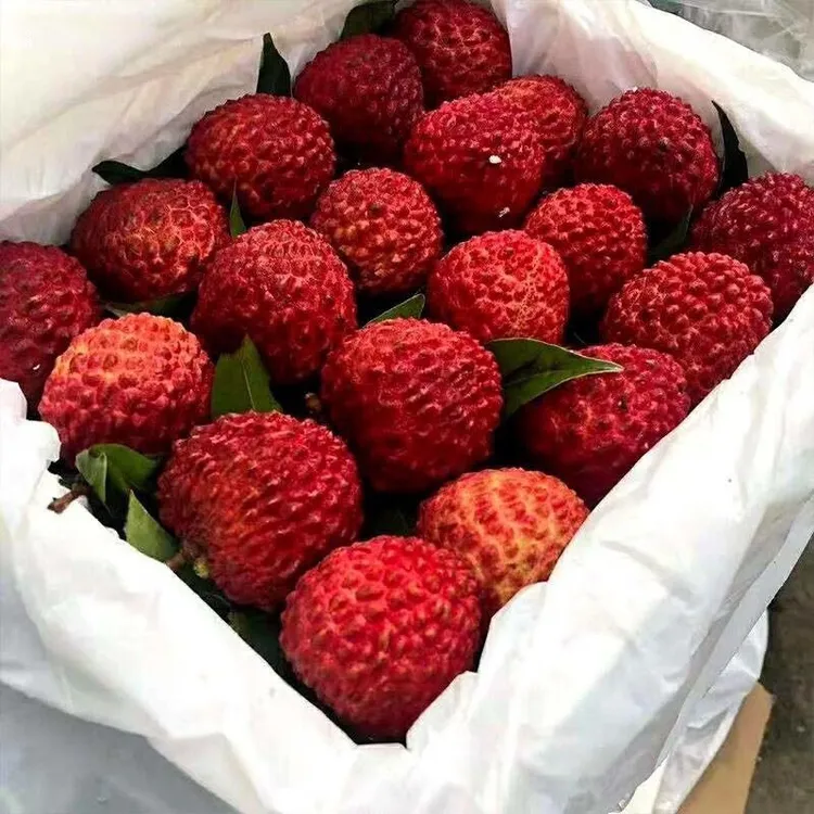 荔枝王特大超大荔枝新鲜送礼当季水果5斤10斤空运包邮6月现货现发