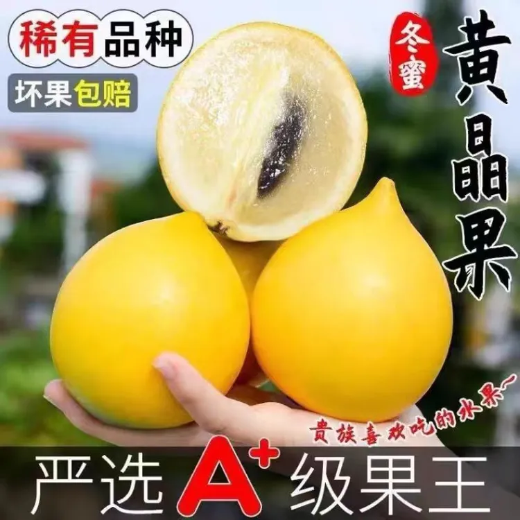  【顺丰包邮】新鲜现摘现发贵族黄晶果大果黄色牛奶果天然果冻冬蜜