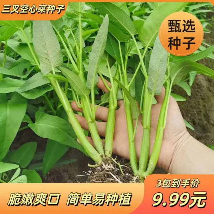 三叉空心菜种籽子蕹菜大叶水通心菜春季播四季阳台盆栽蔬菜孑高产