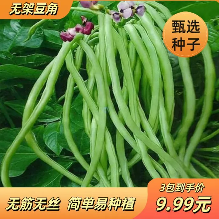 【无架豆角种子】无需搭架蔬菜种籽四季播种长豇豆长豆角阳台露地