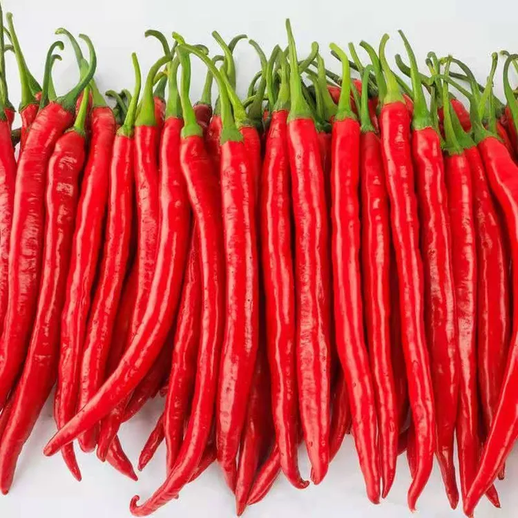 现摘红线椒二荆条红辣椒中辣辣椒酱剁椒