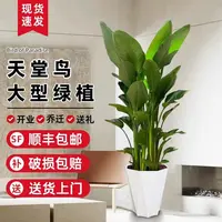 1.1米-1.3米天堂鸟鹤望兰盆栽绿植客厅办公室内好养活花卉除甲醛