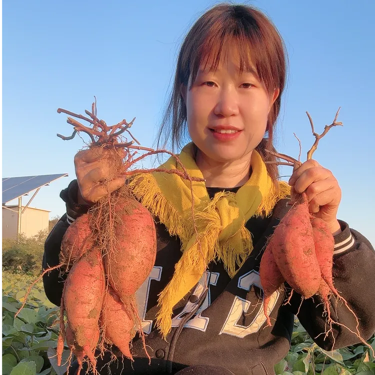 平平农家自种笨红薯老品种干面香甜