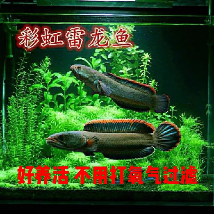 原生态观赏鱼雷龙冷水鱼野生南醴耐养淡水鱼彩虹雷龙鱼带氧凶猛鱼