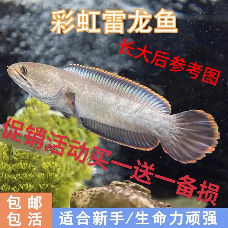 南鳢雷龙鱼观赏鱼冷水鱼红尾龙鱼凶猛七彩雷龙淡水活鱼彩虹雷龙鱼