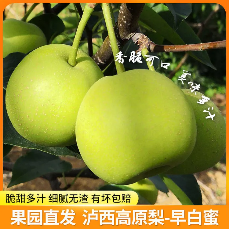 云南青梨新鲜水果泸西高原早白蜜梨蜜甜味当季新苹果鲜丁香梨现发