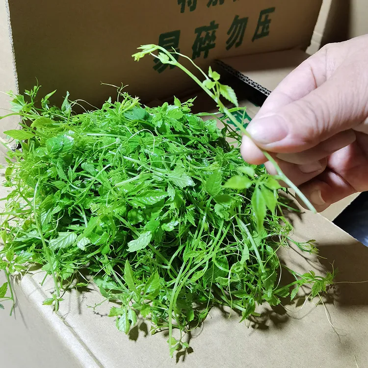 平利绞股蓝茶优质手工采摘七叶生态鲜嫩龙须茶聚会品质绞股蓝茶包
