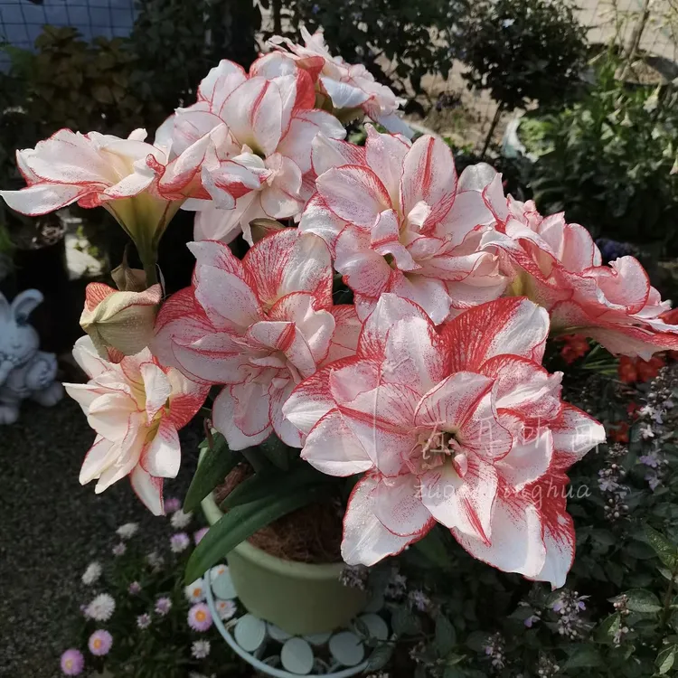 【条纹戴斯自然球～重瓣】朱顶红种球  花班长园艺  任意满两个包邮 