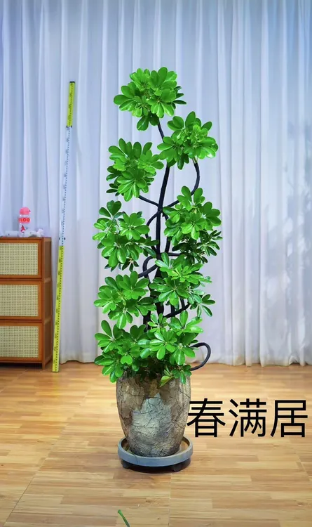 老桩鸭脚木客厅网红绿植大盆栽大摆件室内绿植落地绿植大型绿植