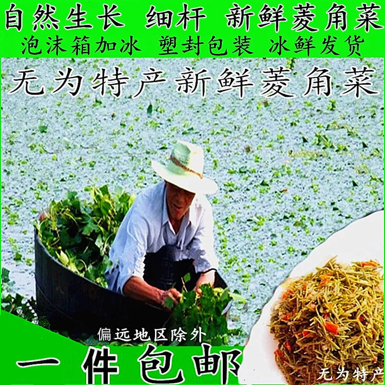 包邮安徽无为特产500克起菱角菜凉菜水生菱角藤新鲜蔬菜