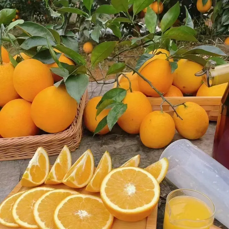 江西赣州正宗赣南脐橙新鲜采摘香甜浓郁水果