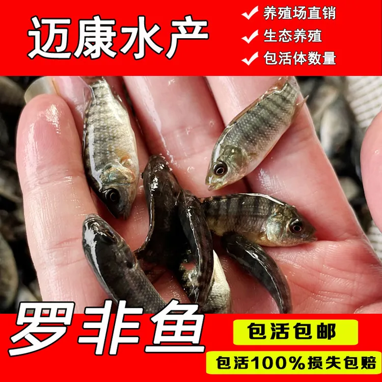 脆肉罗非鱼苗富吉罗非鱼苗非洲鲫鱼苗福寿鱼鱼苗淡水养殖海南一号
