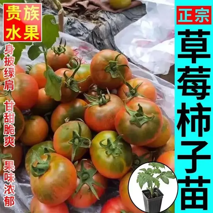 耐高温草莓番茄秧苗正宗东北铁皮西红柿酸甜可口庭院带土蔬菜苗易