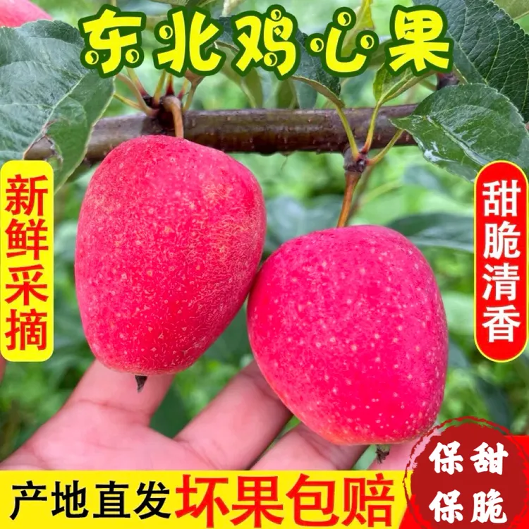 东北铁岭特产鸡心果 海棠果 新鲜应季水果现摘现发1/3/5斤包邮