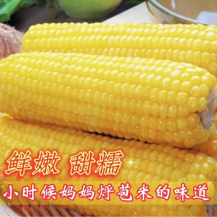 【可试吃两个】速冻甜糯玉米【8只】农家小院粘玉米东北甜糯玉米苞米