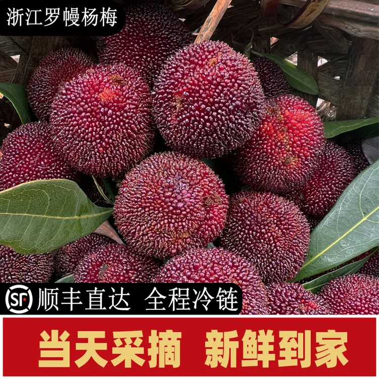【单果20克至25克】正宗东魁杨梅新鲜现摘现发当季16粒装共6盒