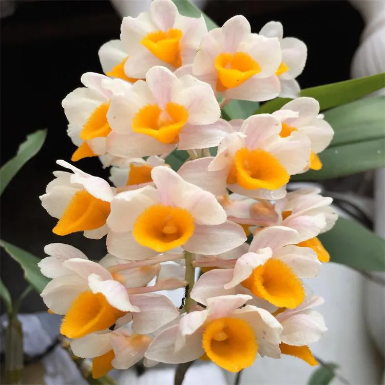 球花石斛木桩种植盆景球花石斛大苗室内盆景高端绿植观赏食用石斛