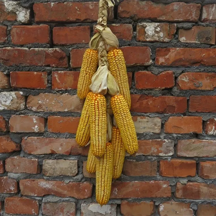山西新带皮鲜老式玉米家里装饰