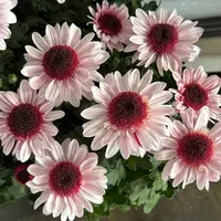 [草莓熊]盆栽四季开带花苞发阳台庭院好养绿植观花