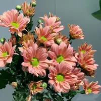 [三文鱼-大苗]盆栽四季开带花苞发阳台庭院好养绿植观花