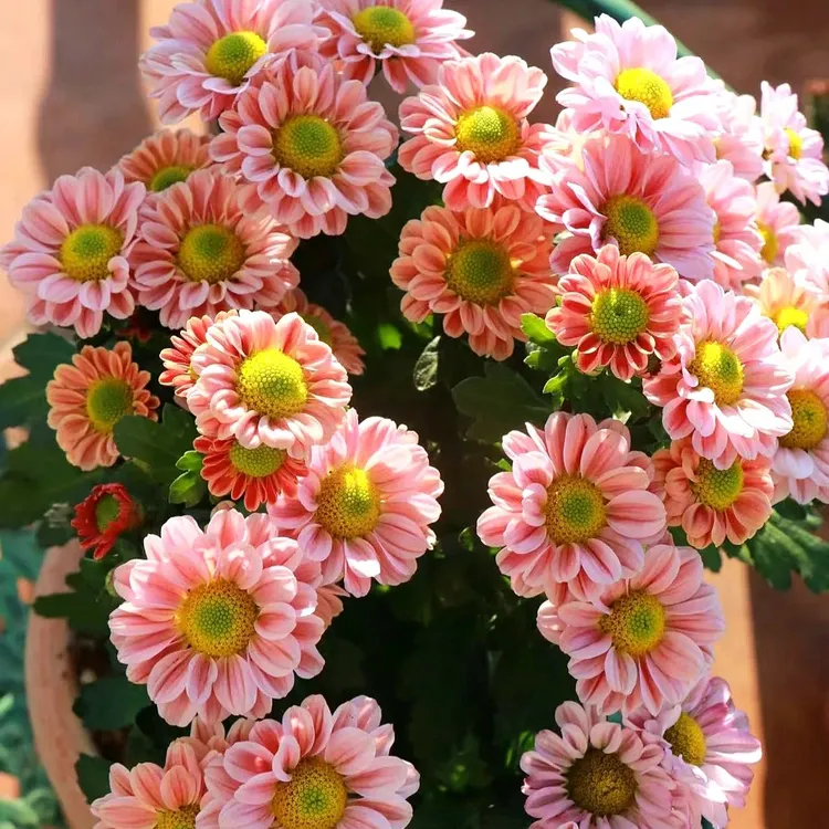 [玲珑菊]盆栽四季开带花苞发阳台庭院好养绿植观花