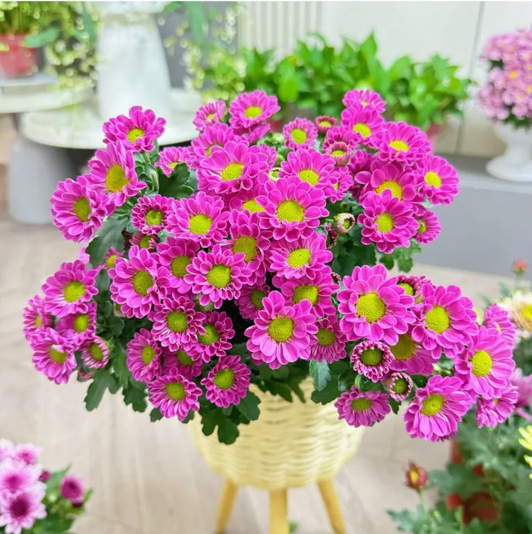 [水蜜桃]-荷兰菊盆栽四季开带花苞发阳台庭院好养绿植观花
