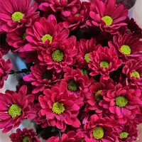 [桃花妖]网红花玲珑小菊盆栽四季开带花苞发阳台庭院好养绿植观花