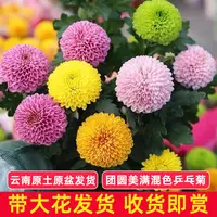 乒乓菊盆栽带花苞云南昆明直发五彩混色带花菊花易活室内四季开花