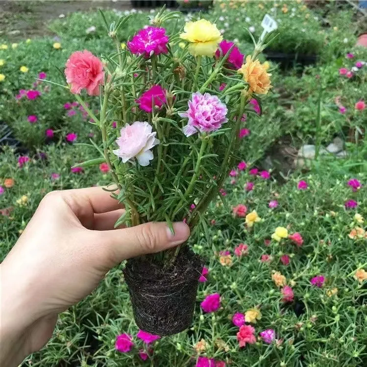 宿根重瓣太阳花苗带好养耐高温庭院阳台花卉基地根带土球发货