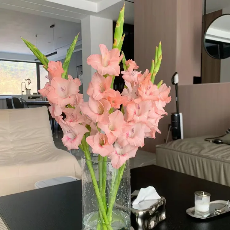 【精选剑兰】阳光粉剑兰节节高东北发货包邮鲜花水生养护郁金香