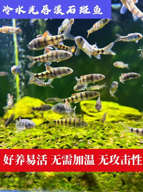 光唇鱼 冷水鱼 淡水鱼新手鱼皮实好养除藻鱼原生鱼溪石斑鱼包邮
