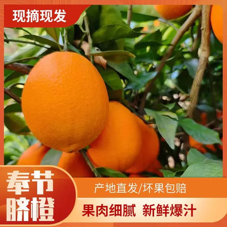  圆形副本奉节脐橙果园带枝叶现摘新鲜爆汁坏果包赔