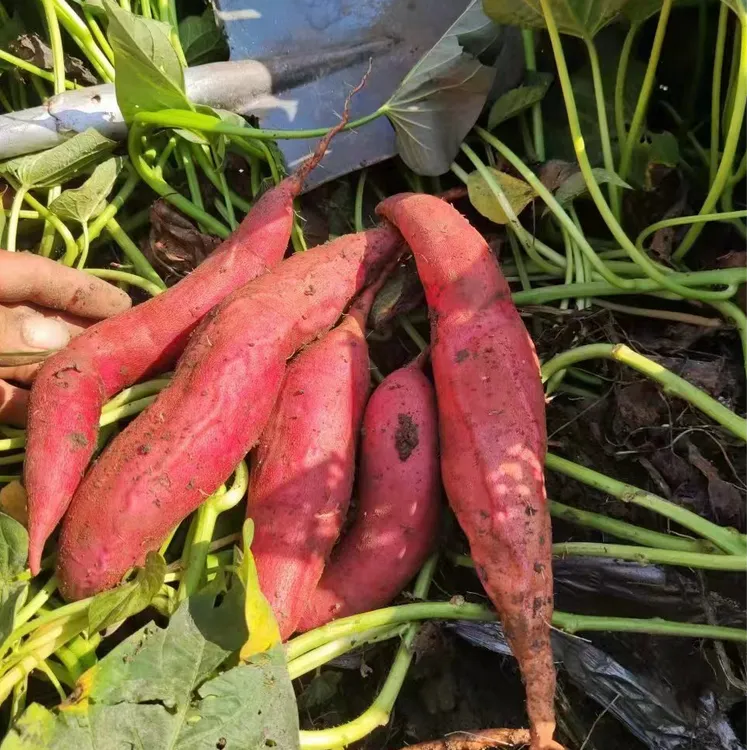 西瓜红红薯宝坻黑土地种植蜜薯