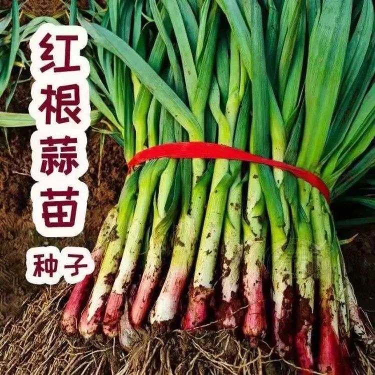 红根蒜苗种籽四季宽叶蒜苗种子多茬采收