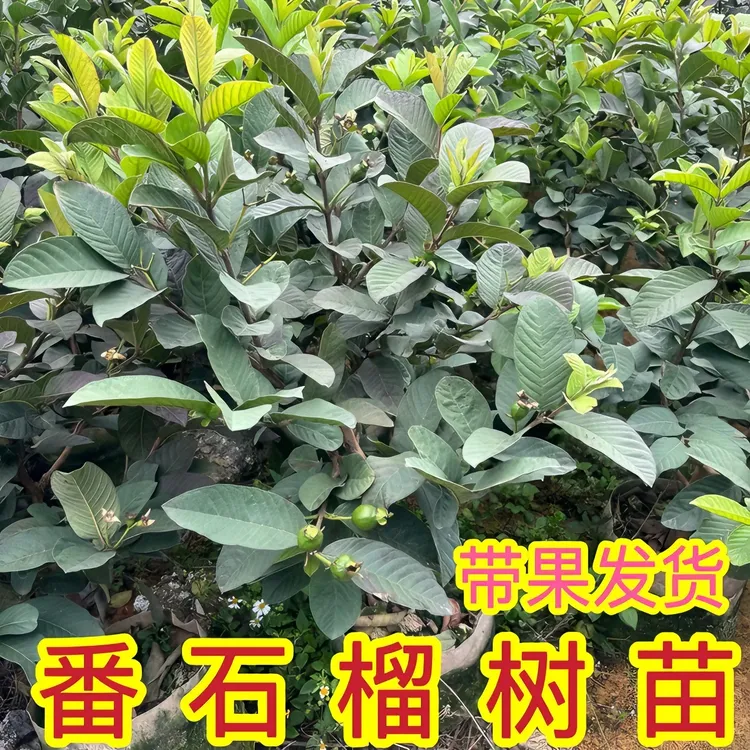 带果原盆番石榴苗西瓜芭乐果树苗南方种当年结果嫁接四季生长果树