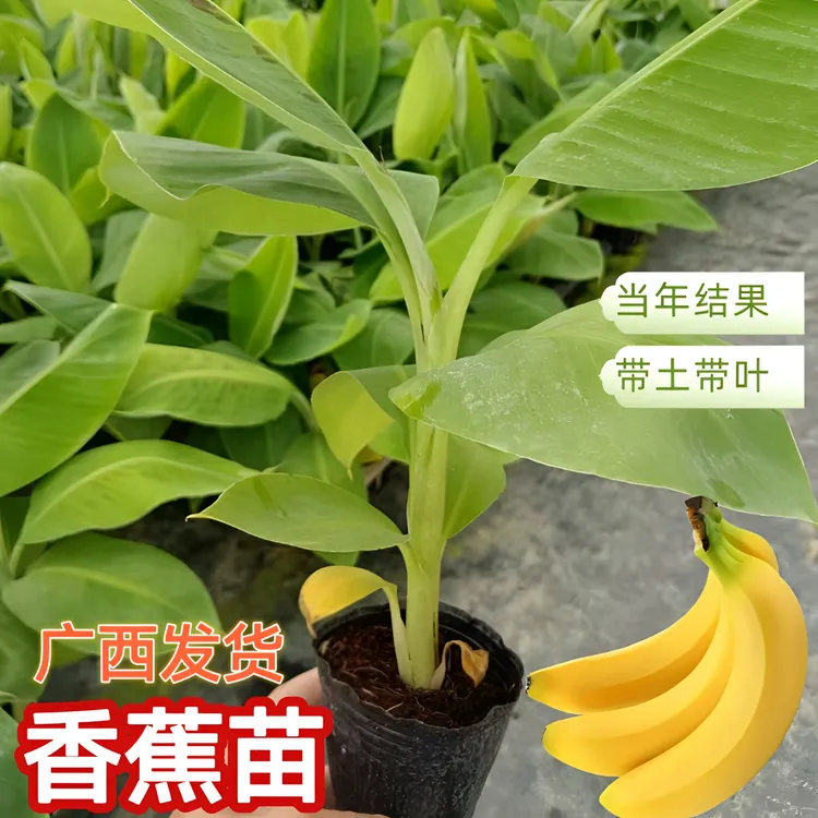 香蕉苗芭蕉树小米蕉苗粉蕉皇帝焦西贡蕉带土发货南方种植当年结果