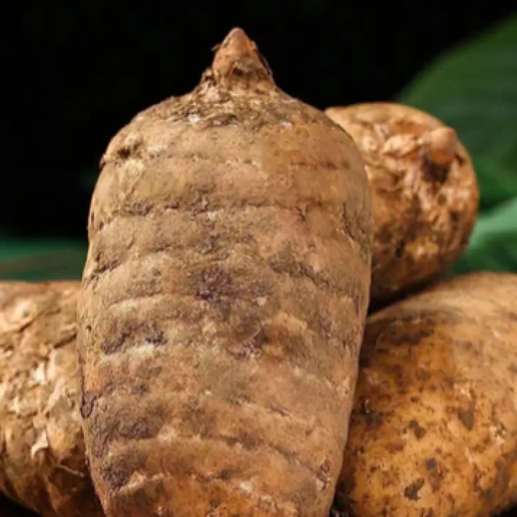 云南昭通小草坝新鲜天麻产地直发