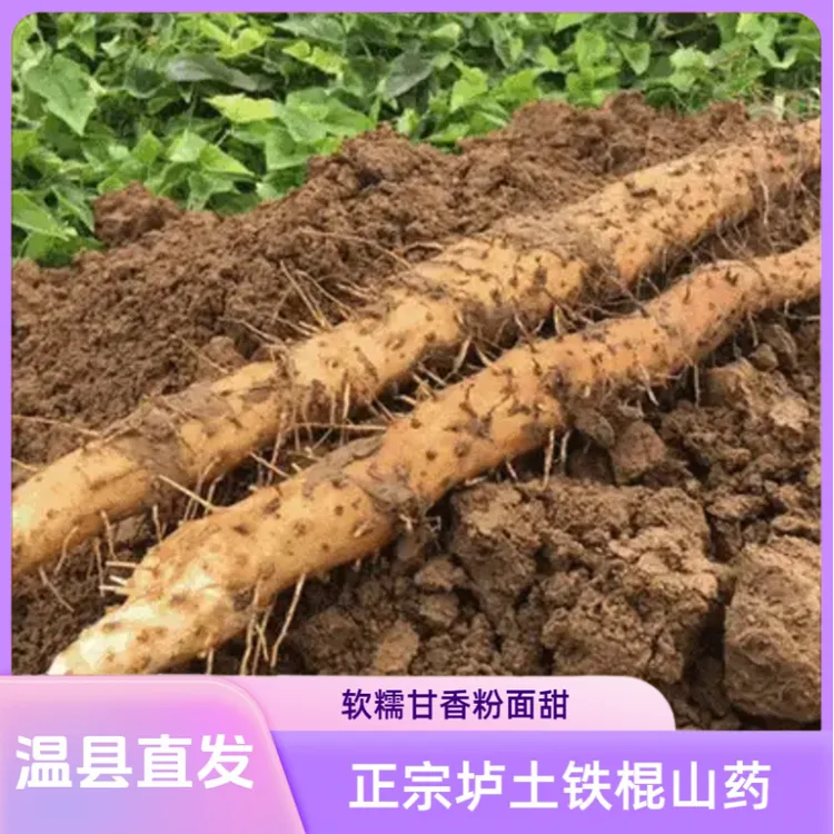 河南焦作温县垆土铁棍山药怀山药地标正宗农品特产怀人参产地直发